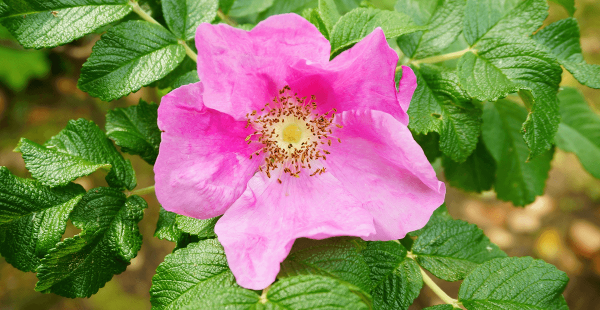 rose mallow