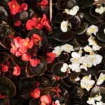 wax begonia