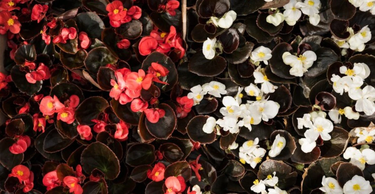 wax begonia