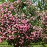 weigela bush