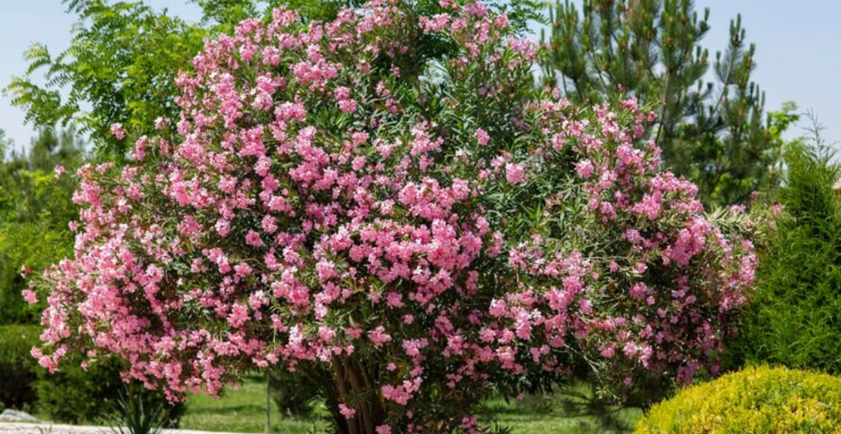 weigela bush