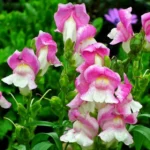 Chantilly Snapdragons