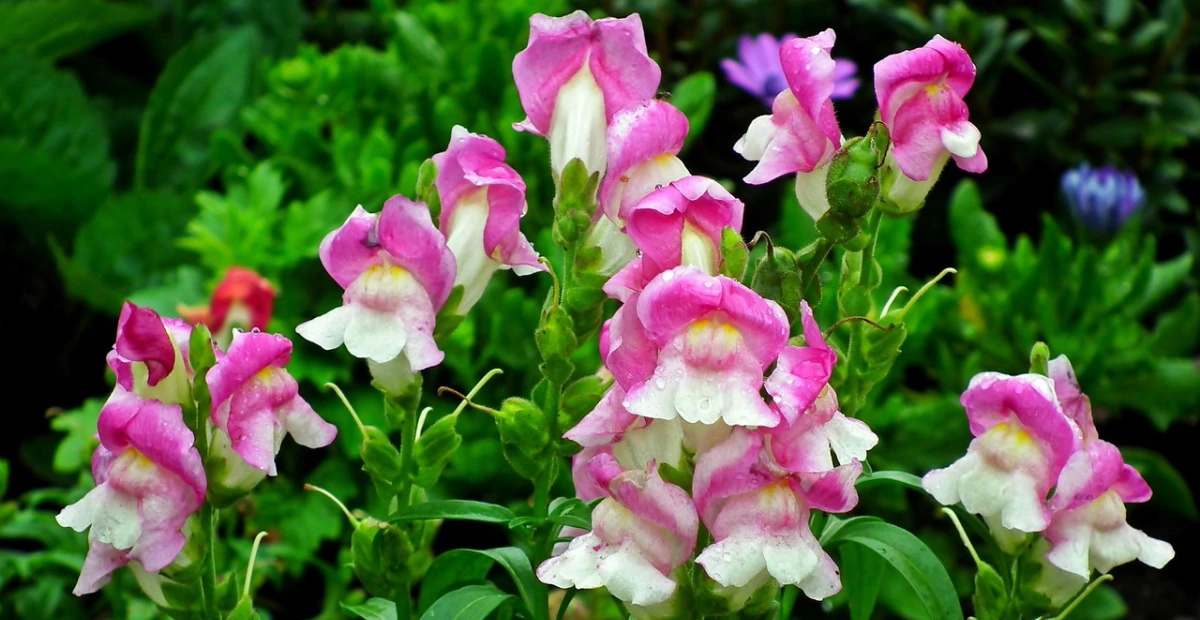 Chantilly Snapdragons