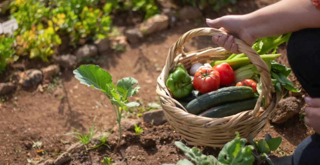 Spring Vegetable Garden