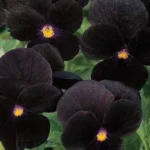 black plants