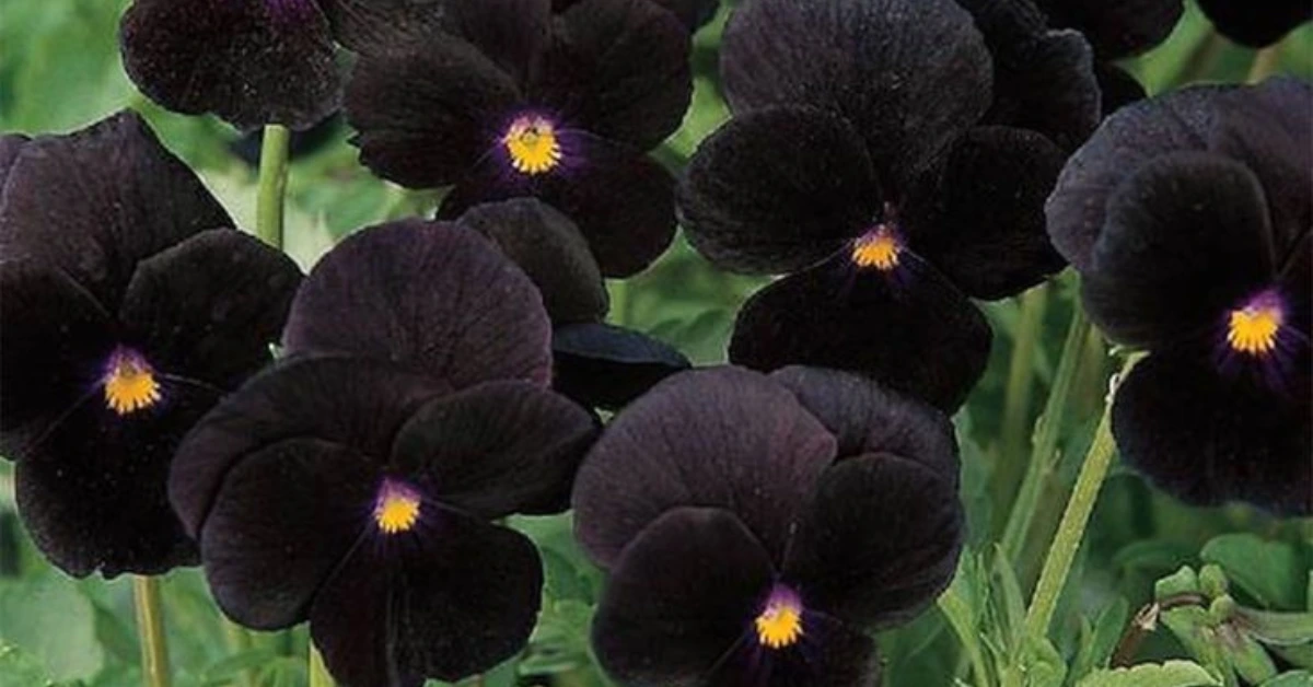 black plants