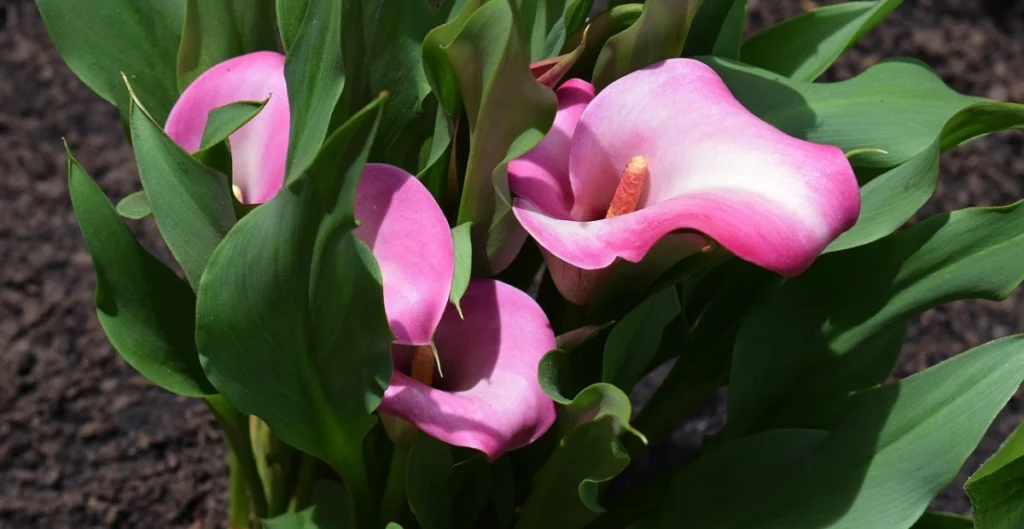 calla lily care