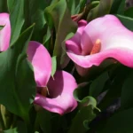 calla lily care