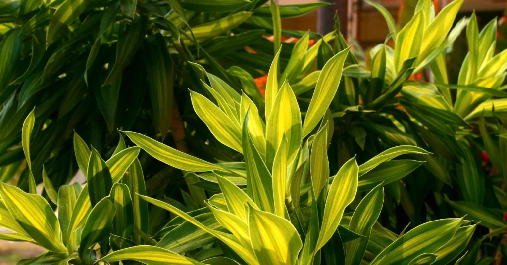 dracaena plant