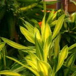 dracaena plant