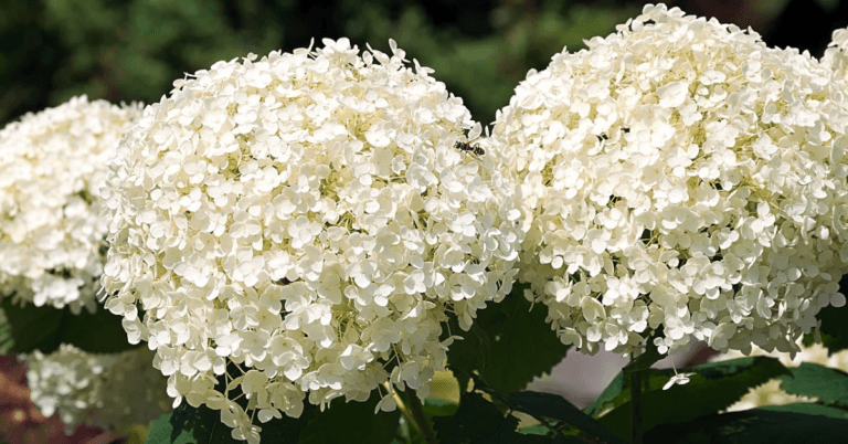 Dwarf Hydrangea: 9 Care Hacks for Beginners