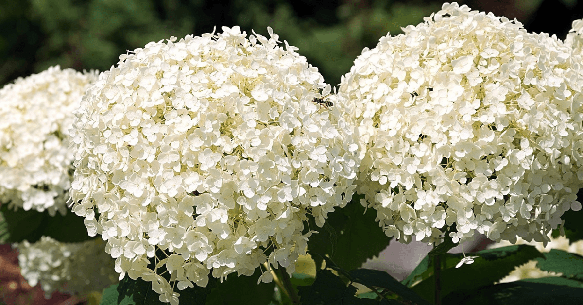 dwarf hydrangea