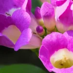 flowering vine plants