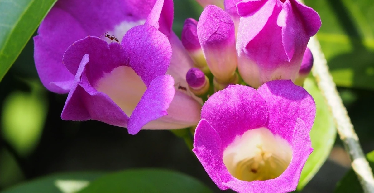 flowering vine plants