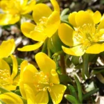 potentilla bush