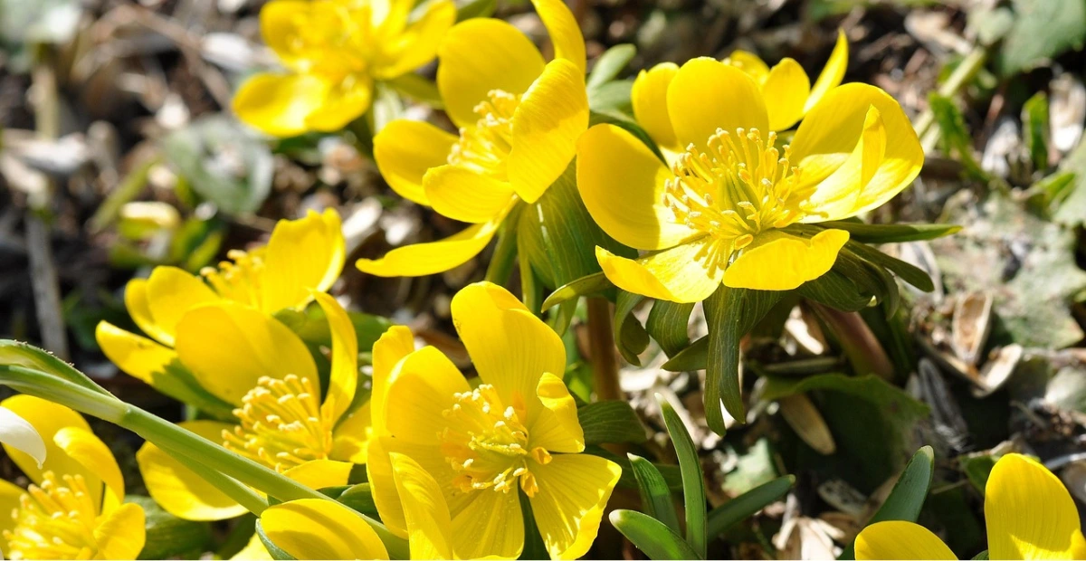 potentilla bush