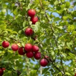 purple plum tree