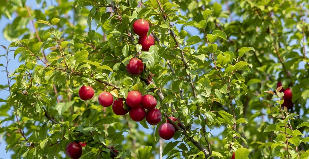 purple plum tree