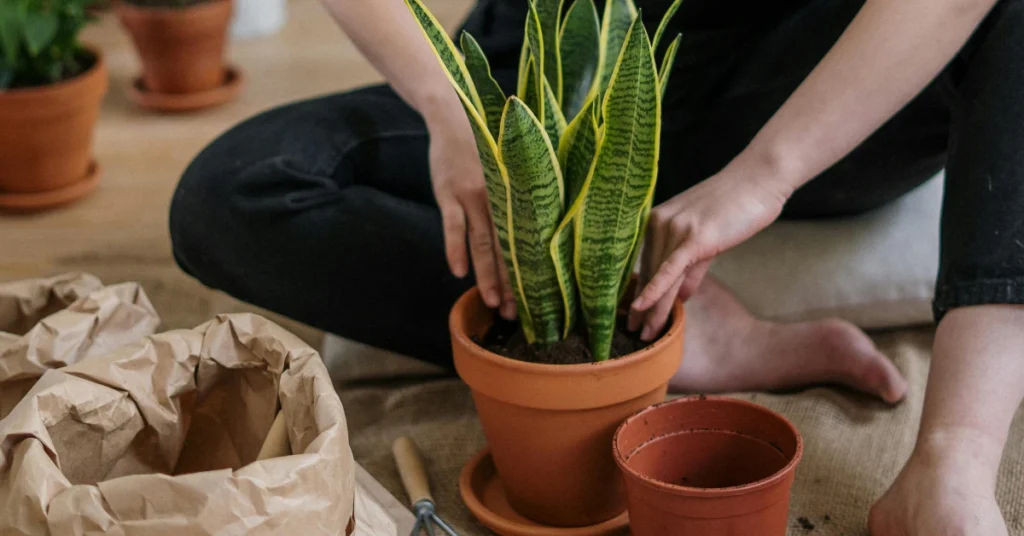 sansevieria