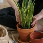 sansevieria