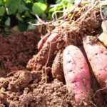 sweet potato vines