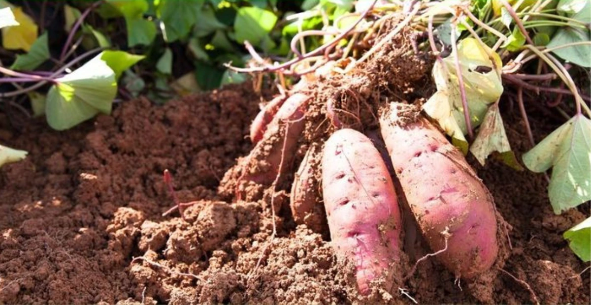 sweet potato vines