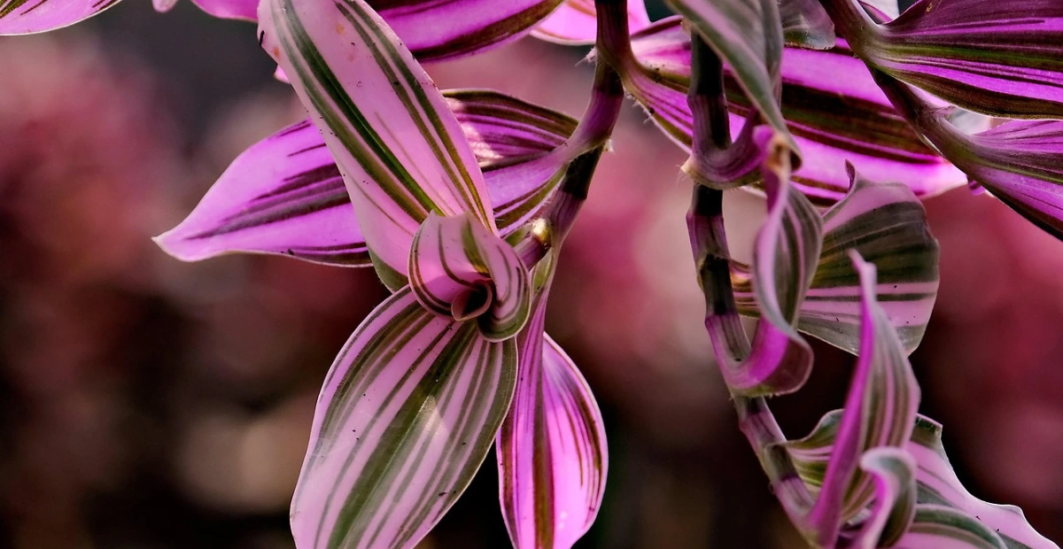 tradescantia plant