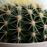 cactus in pot