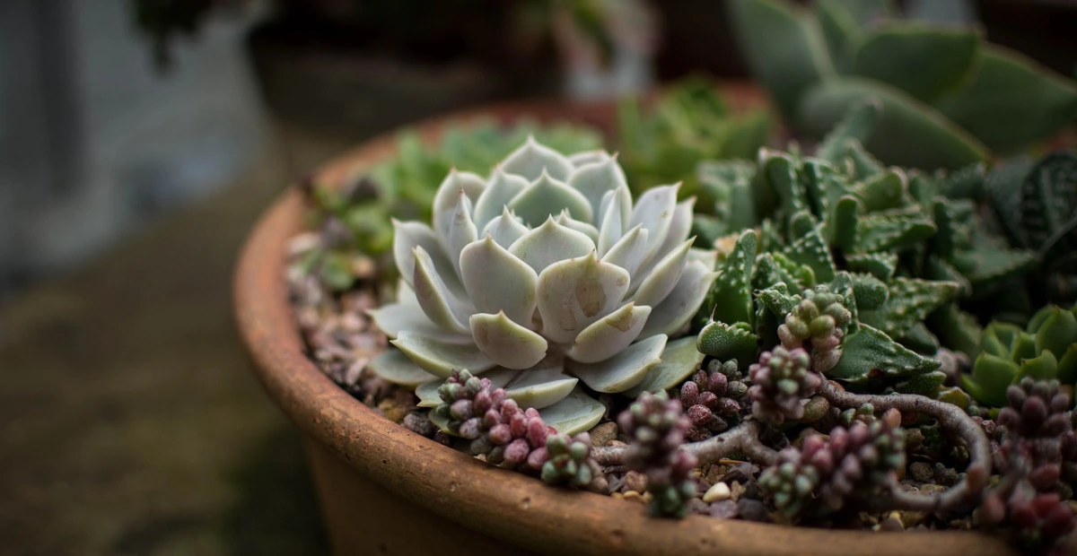 echeveria succulent