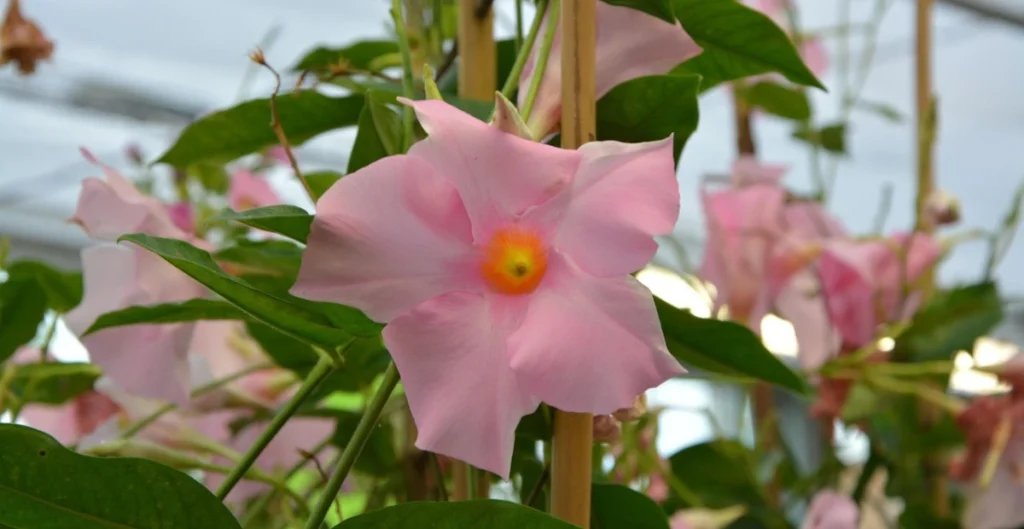 flowering vines