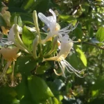 honeysuckle vine