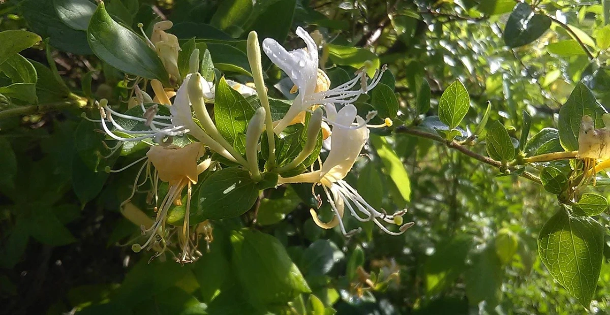 honeysuckle vine