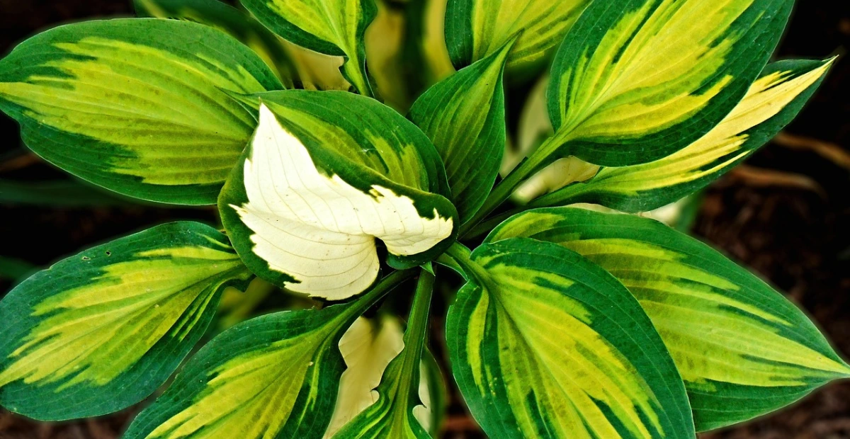 hosta varieties