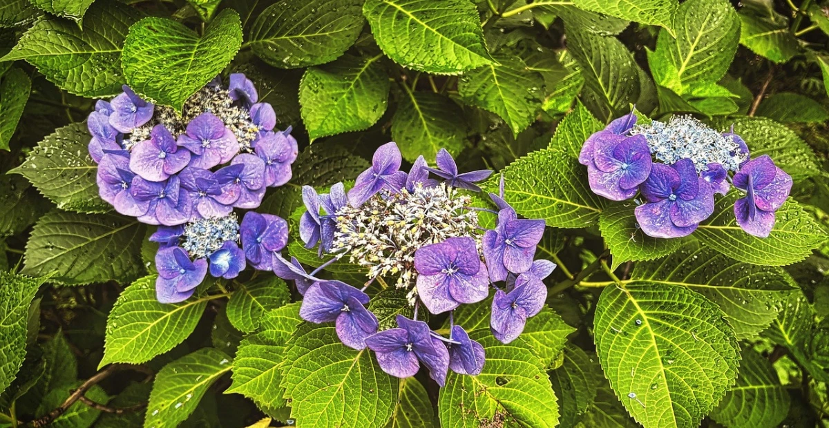 lacecap hydrangea