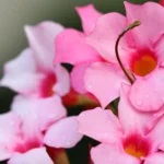 mandevilla vine