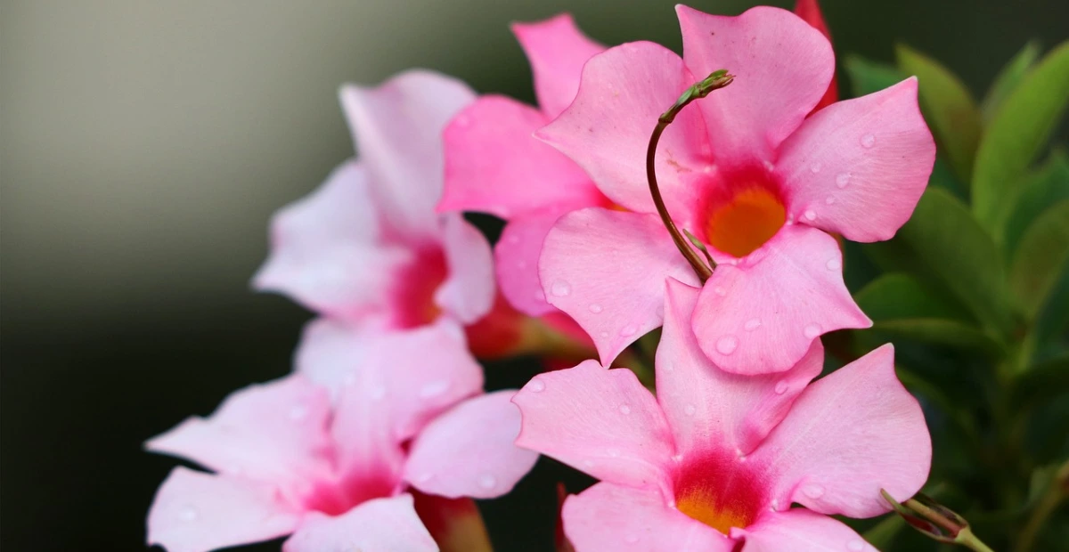 mandevilla vine