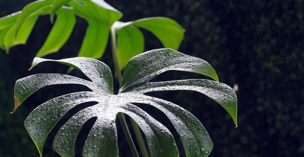 monstera seeds