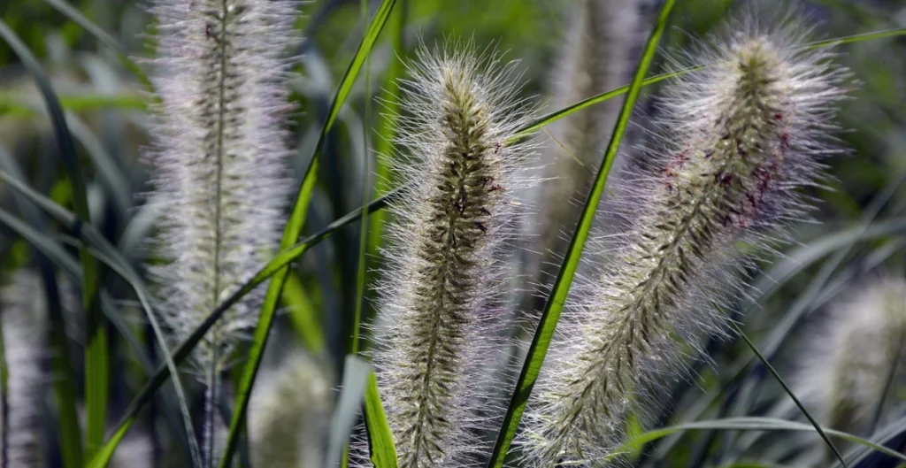 ornamental grass plants