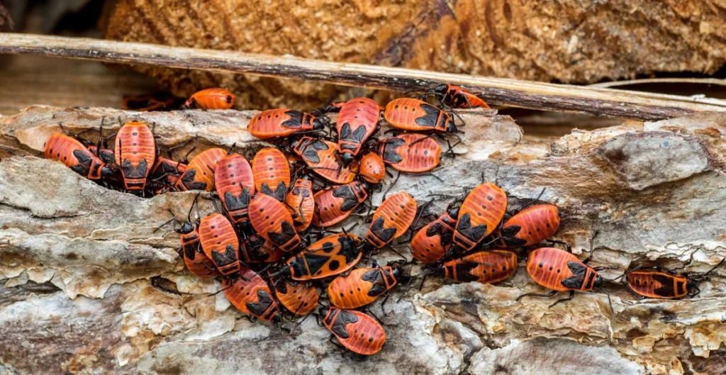 tiny red bugs outside