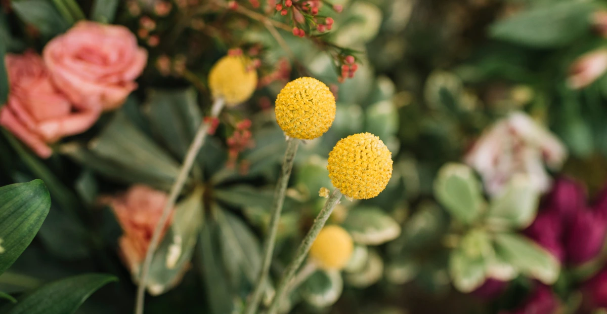 strawflower