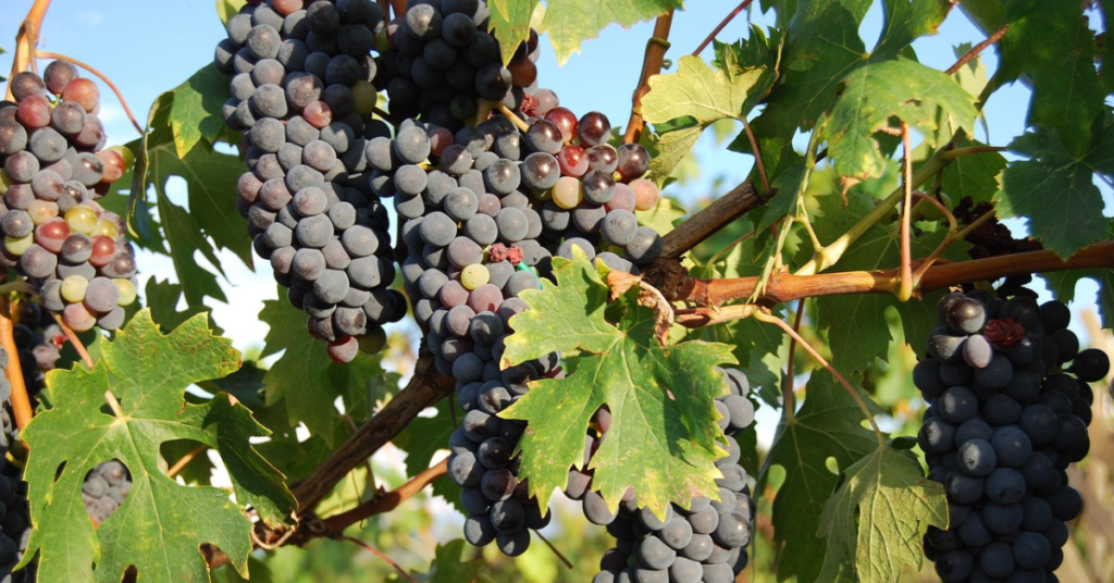 how to grow grapes