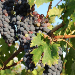 how to grow grapes